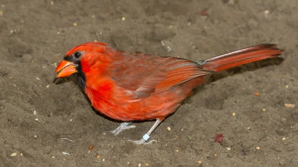 Cardenal del Norte en cautiverio — Foto de Stock