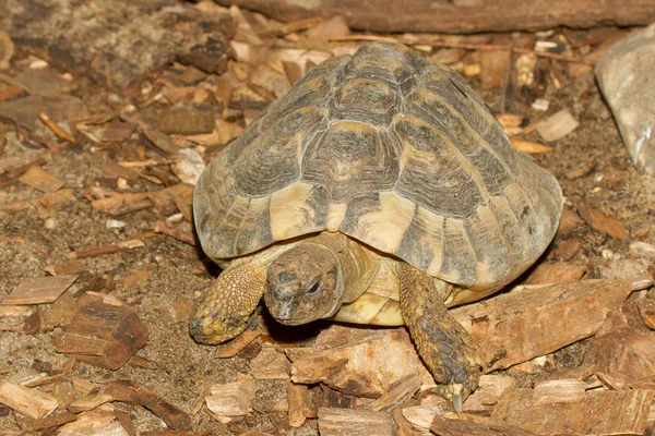 Hermann's Tortoise, turtle on wood — Stock Photo, Image