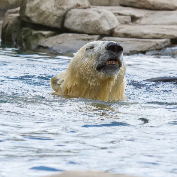 Primer plano de un oso polar en cautiverio — Foto de Stock