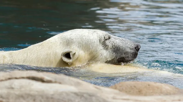 Primo piano di un orso polare (orso di ghiaccio ) — Foto Stock