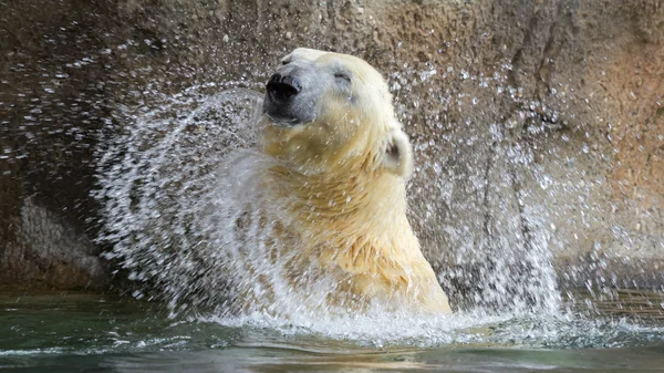 Närbild av en polarbear i capticity — Stockfoto