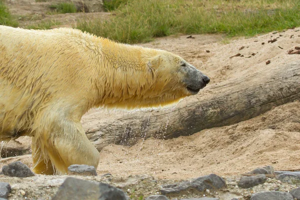 Close-up of a polarbear (icebear) — Stock Photo, Image