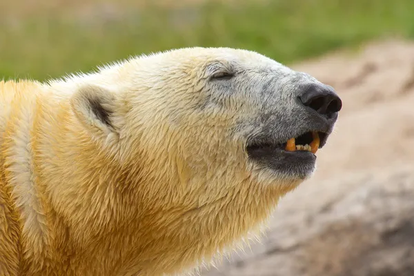 Крупный план белого медведя в неволе — стоковое фото