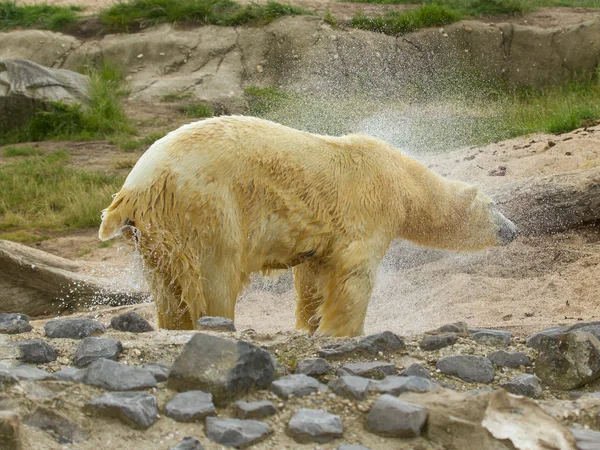 Primer plano de un oso polar (oso de hielo ) — Foto de Stock