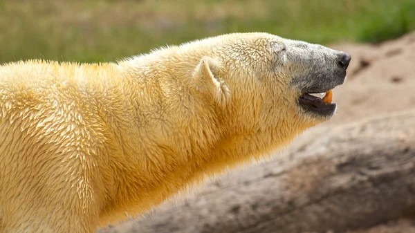 Bir polarbear (icebear yakın çekim) — Stok fotoğraf