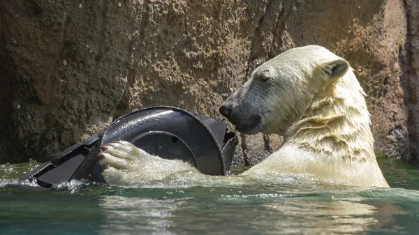 Primo piano di un orso polare in capticità — Foto Stock