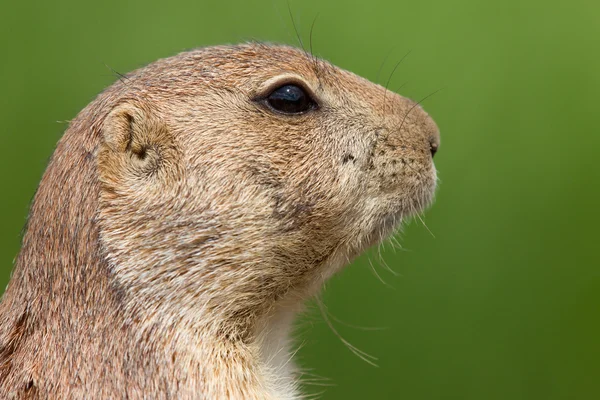 Prairiehond — Stockfoto