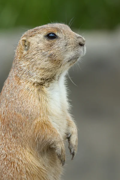 Cane della prateria — Foto Stock