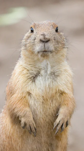 Prairiehond — Stockfoto