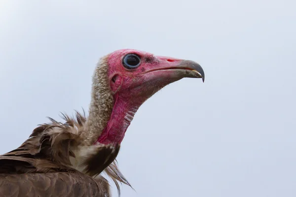 Primo piano di un avvoltoio — Foto Stock