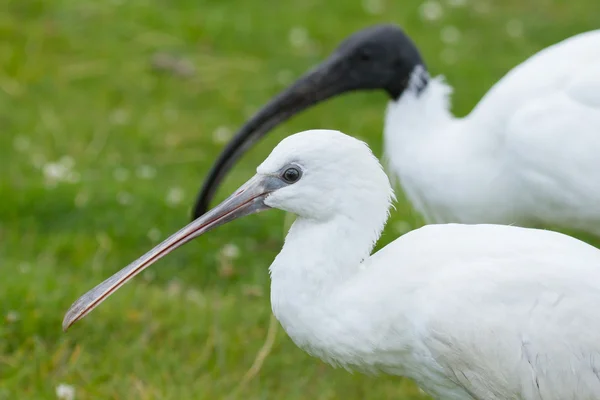 Spoonbill e ibis em seu habitat natural — Fotografia de Stock