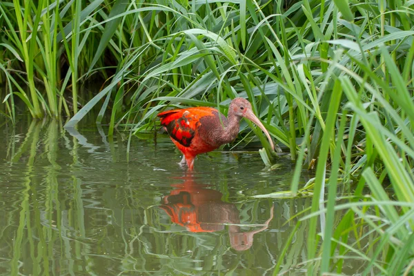 Joven escarlata Ibis, Eudocimus ruber —  Fotos de Stock