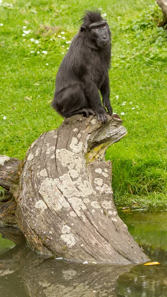 Crested Black Makaken (Macaca nigra) — Stockfoto