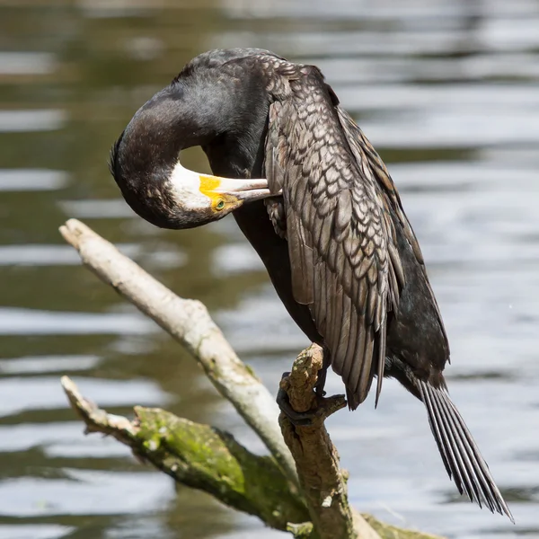 Aalscholver in zijn natuurlijke habitat — Stockfoto