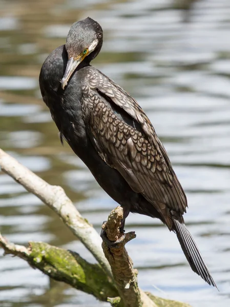 Cormorant in it 's natural habitat — стоковое фото