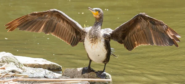 Kormoran suszenie to skrzydła — Zdjęcie stockowe