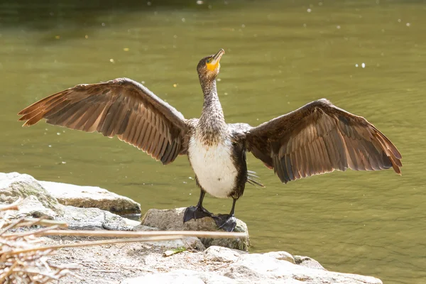 Cormorant séchant ses ailes — Photo