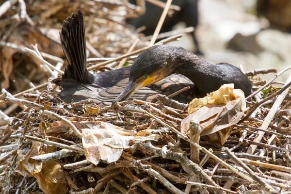 Aalscholver in zijn natuurlijke habitat — Stockfoto