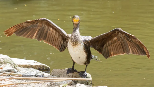 Kormoran suszenie to skrzydła — Zdjęcie stockowe