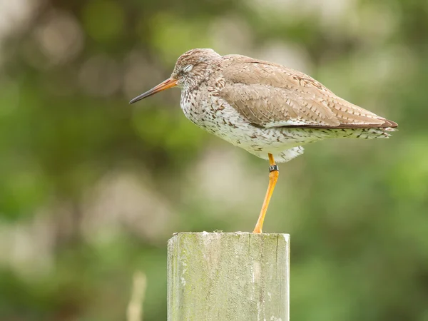 Redshank on a pole — Stock Photo, Image