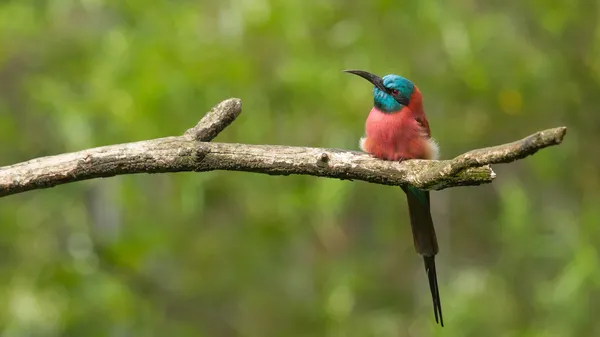 Karminbienenfresser — Stockfoto