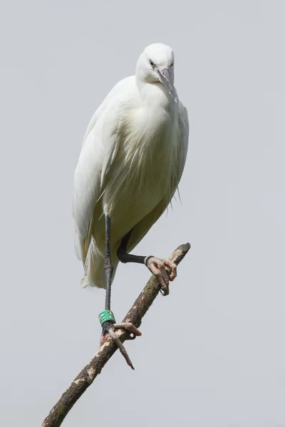 Pequeno Egret (Egretta garzetta) — Fotografia de Stock