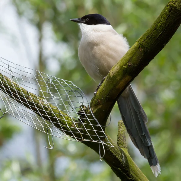 Northern Wheatear — Stock Photo, Image