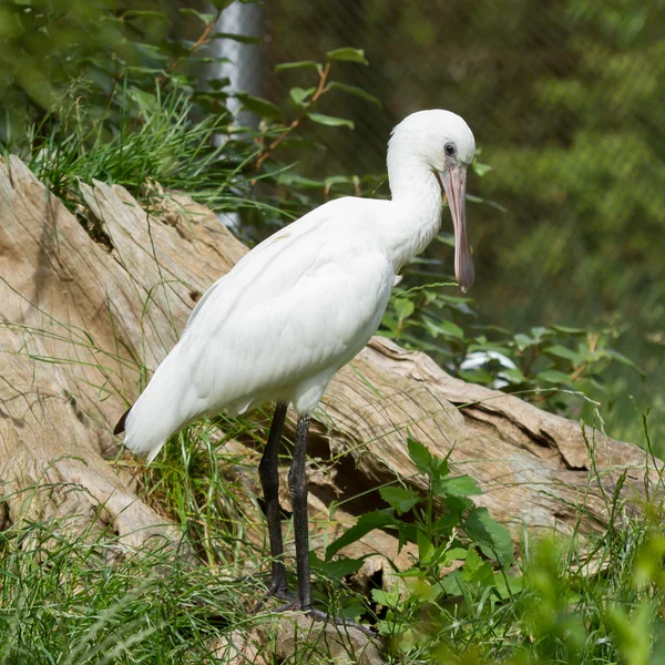 Spoonbill dans son habitat naturel — Photo