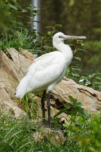 Spoonbill dans son habitat naturel — Photo