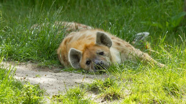 Grote gevlekte hyena rusten — Stockfoto