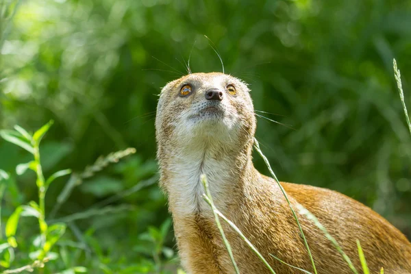 Close-up van een gele mangoeste (cynictis penicillata) — Stockfoto