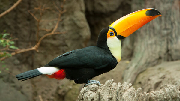 Toco Toucan