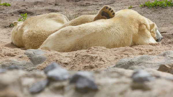 Närbild av en polarbear i capticity — Stockfoto