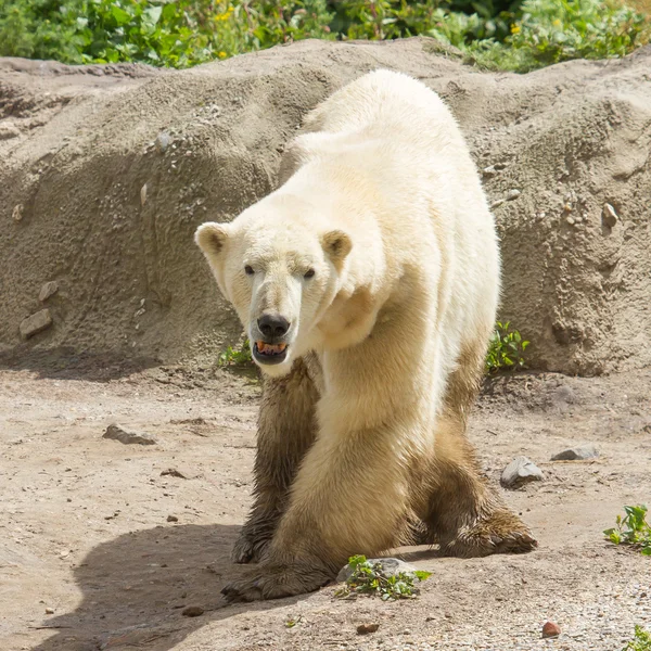 Gros plan d'un ours blanc en capticité — Photo