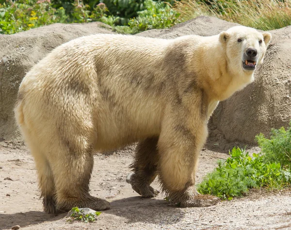 Primer plano de un oso polar en cautiverio — Foto de Stock