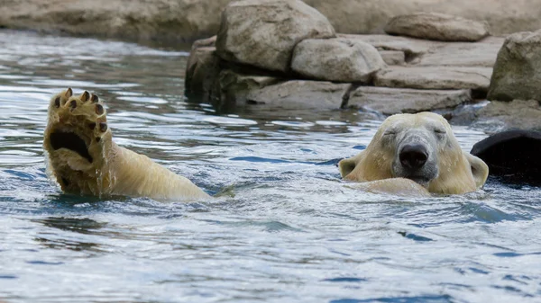 Primer plano de un oso polar (oso de hielo ) — Foto de Stock