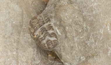 trilobite fosil