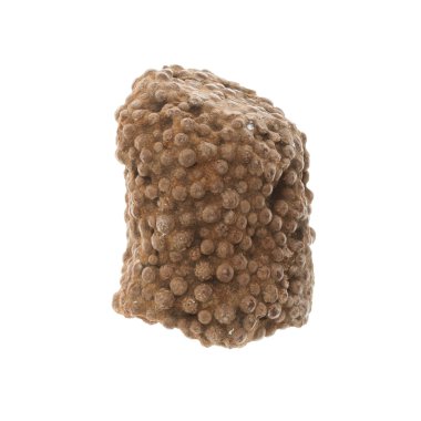 fosilleşmiş mercan