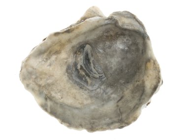 büyük boş oystershell