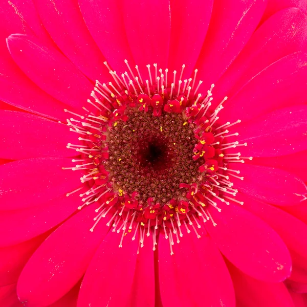 Розовый цветок гербера изолирован на белом фоне — стоковое фото