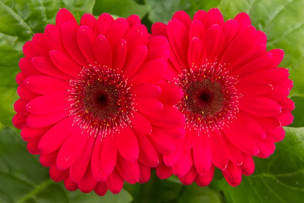 Flor de gerbera rosa isolada em folhas verdes — Fotografia de Stock