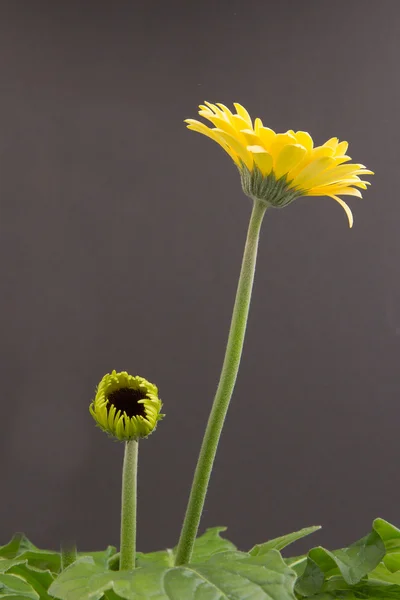 灰色背景上孤立的黄色非洲菊花卉 — 图库照片
