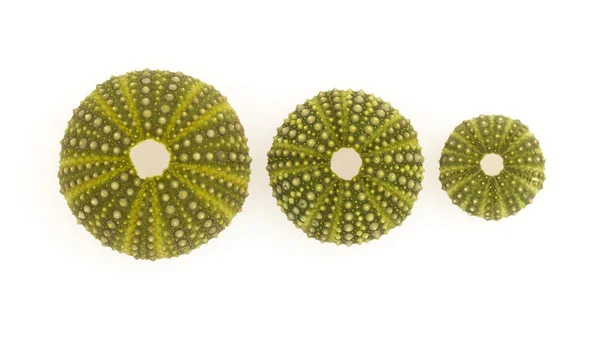 Isolated green sea urchins — Stock Photo, Image