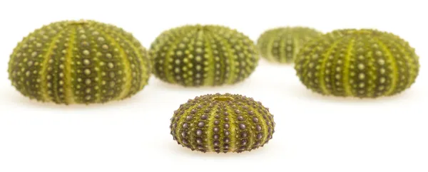 Isolated green sea urchins — Stock Photo, Image