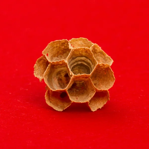 Bitmemiş bir arı kovanı kalbinde — Stok fotoğraf
