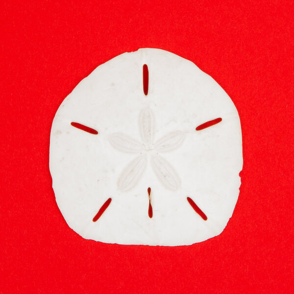 Sand Dollar Sea Shell