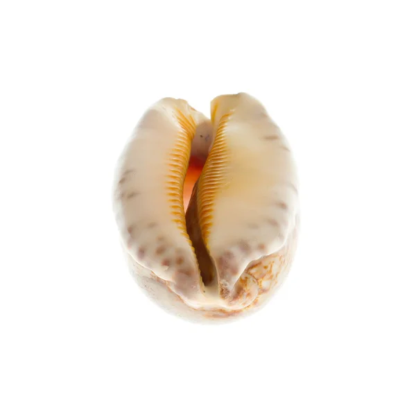 Marine sea shell in a studio setting — Stock Photo, Image