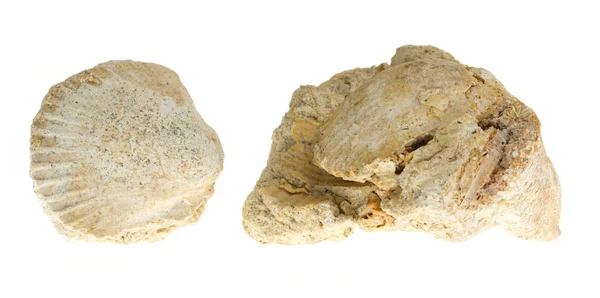 Two old fossils — Stock Photo, Image