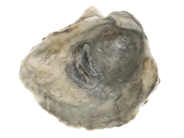 Large empty oystershell — Stock Photo, Image