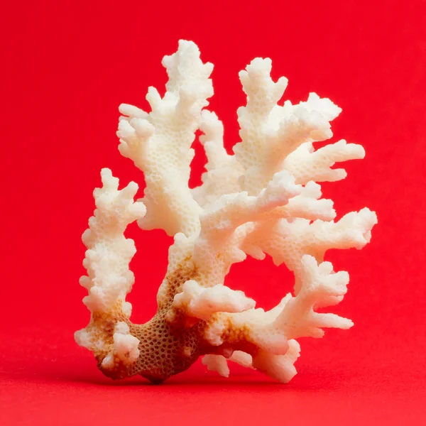 Coral leve isolado — Fotografia de Stock